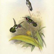 Long-billed Starthroat